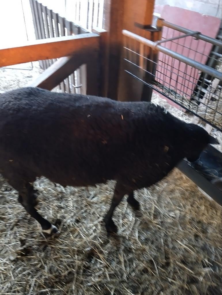 Ooien, Dieren en Toebehoren