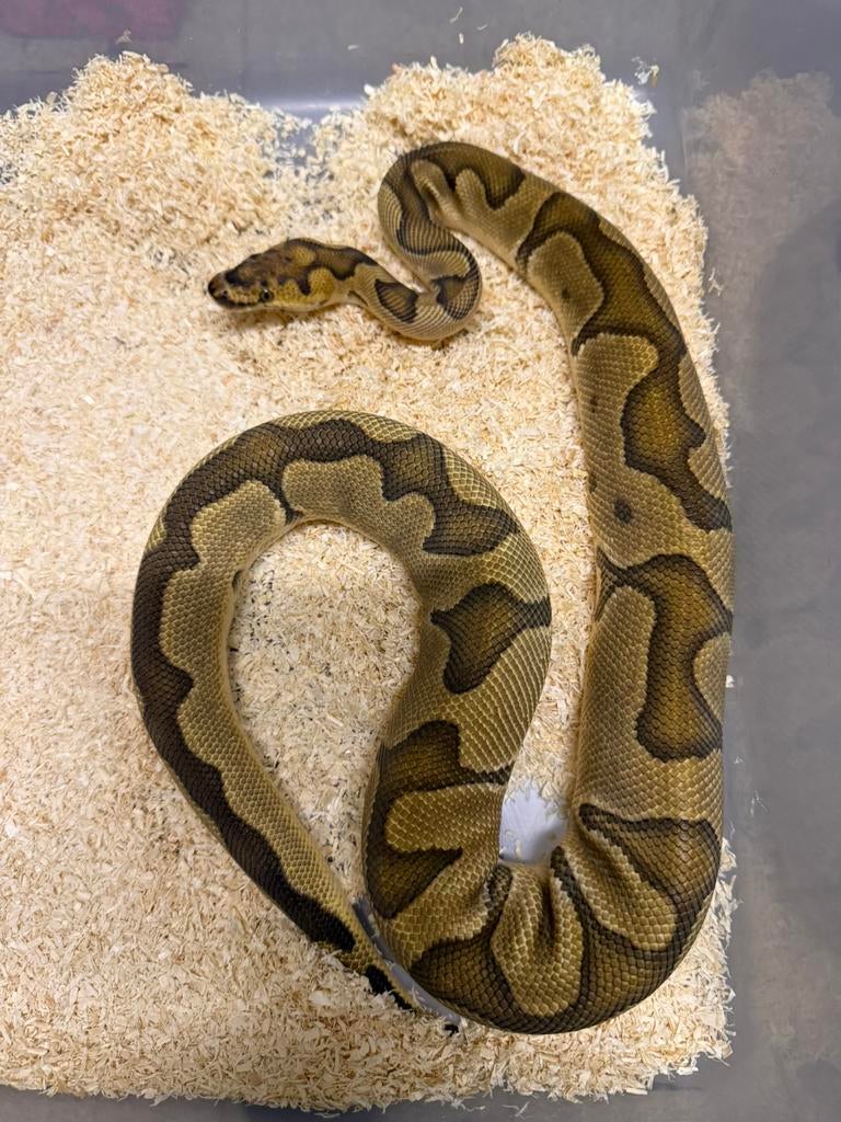 1.0 Orange Dream Enchi Clown Dbl Het pied Desert ghost, Dieren en Toebehoren, Reptielen en Amfibieën, Slang, Tam, 0 tot 2 jaar