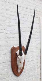 Grote SPIESBOK / ORYX op houten schild - ref. E (gewei), Enlèvement ou Envoi, Utilisé, Animal sauvage, Bois ou Tête