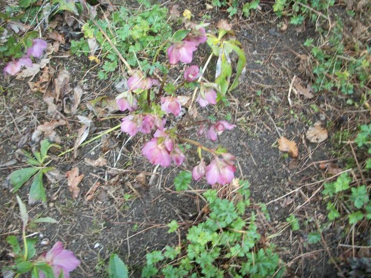 Helleborus orientalis hybride in bloei in pot en volle grond, Tuin en Terras, Planten | Tuinplanten, Vaste plant, Overige soorten