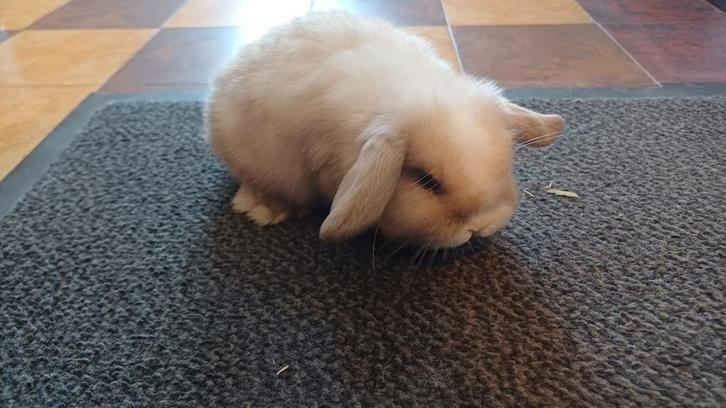 Handtamme raszuuvere vrouwelijke minilop konijnen jong, Dieren en Toebehoren, Konijnen, Dwerg, Vrouwelijk, 0 tot 2 jaar, Hangoor