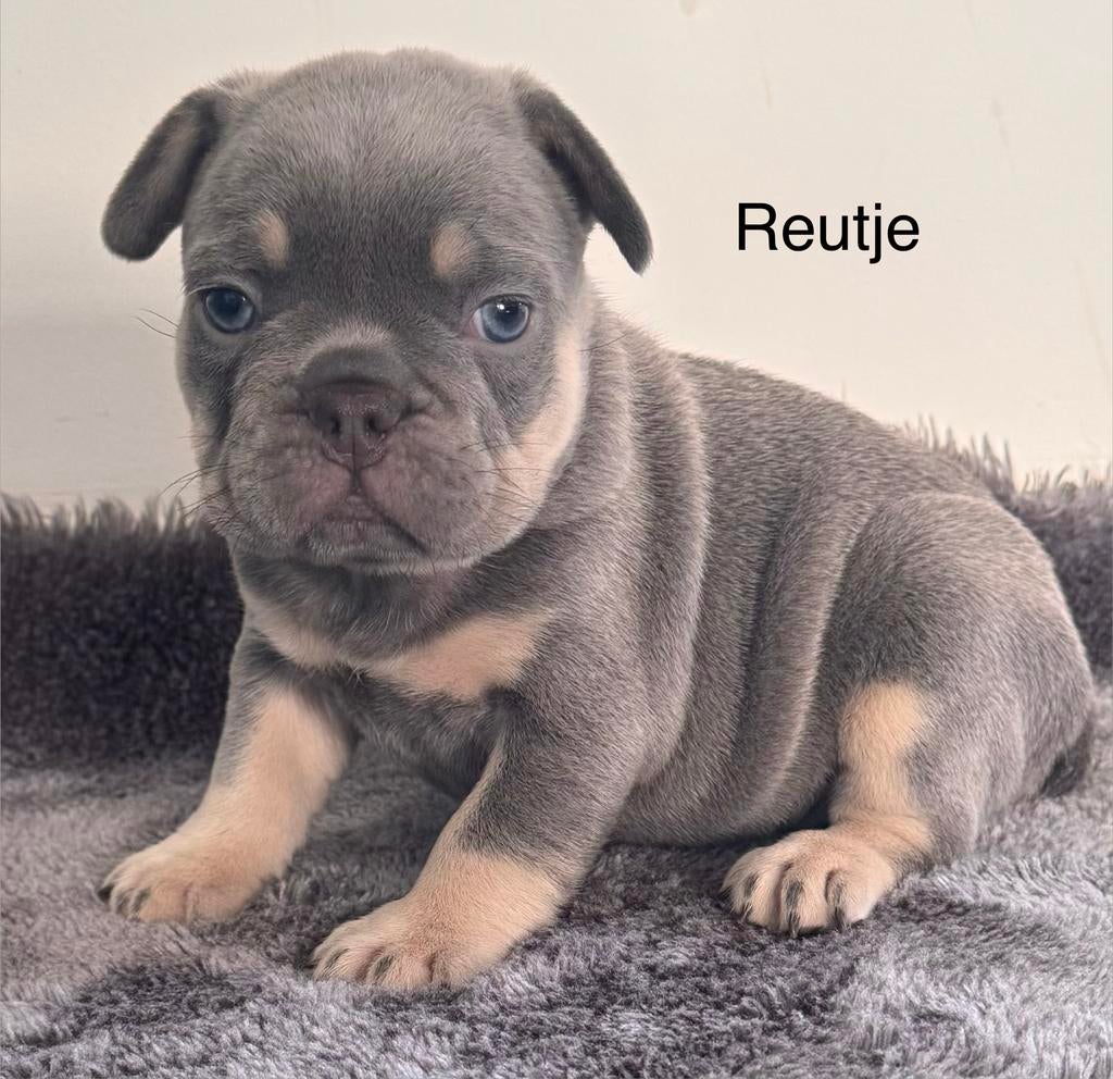 Lilac tan en isabella cherrytan  franse bulldog pups, Hépatite contagieuse (maladie de Rubarth), 8 à 15 semaines, Bouledogue, Plusieurs