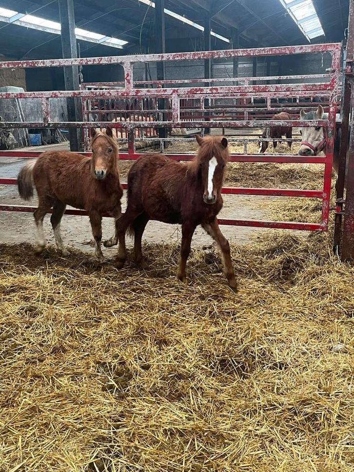 Weidemaatjes pony’s te koop type welsh, Animaux & Accessoires, Poneys, Plusieurs animaux, Non dressé, Poney B (1.17 m à 1.27 m)