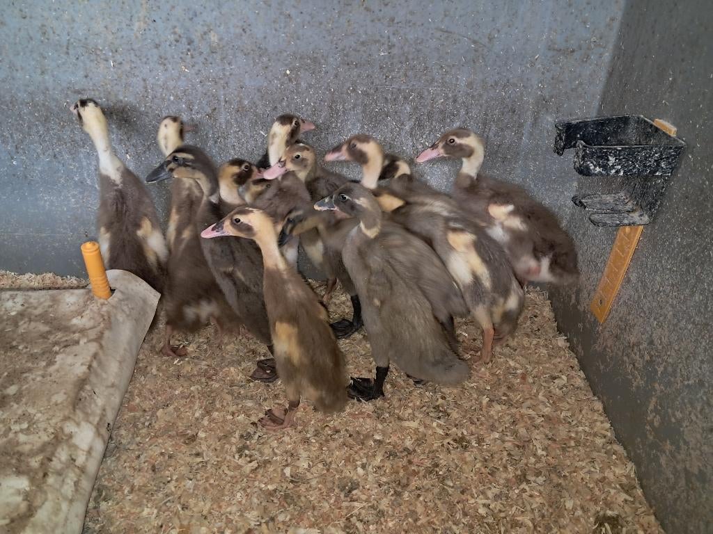 Indische loopeendjes, Dieren en Toebehoren, Pluimvee, Geslacht onbekend, Eend