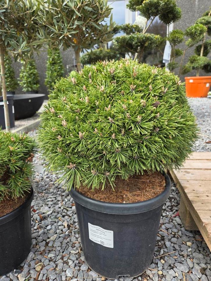 Pinus Mugo Benjamin, Tuin en Terras, Planten | Tuinplanten, Halfschaduw, Ophalen