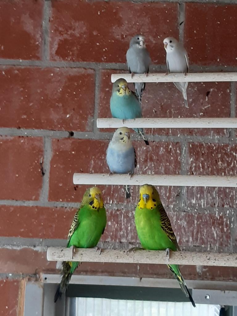 Grasparkieten, Dieren en Toebehoren, Vogels | Parkieten en Papegaaien, Meerdere dieren, Parkiet