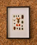 kader met gemixte insecten, Collections, Collections Animaux, Enlèvement ou Envoi, Neuf, Insecte, Animal empaillé