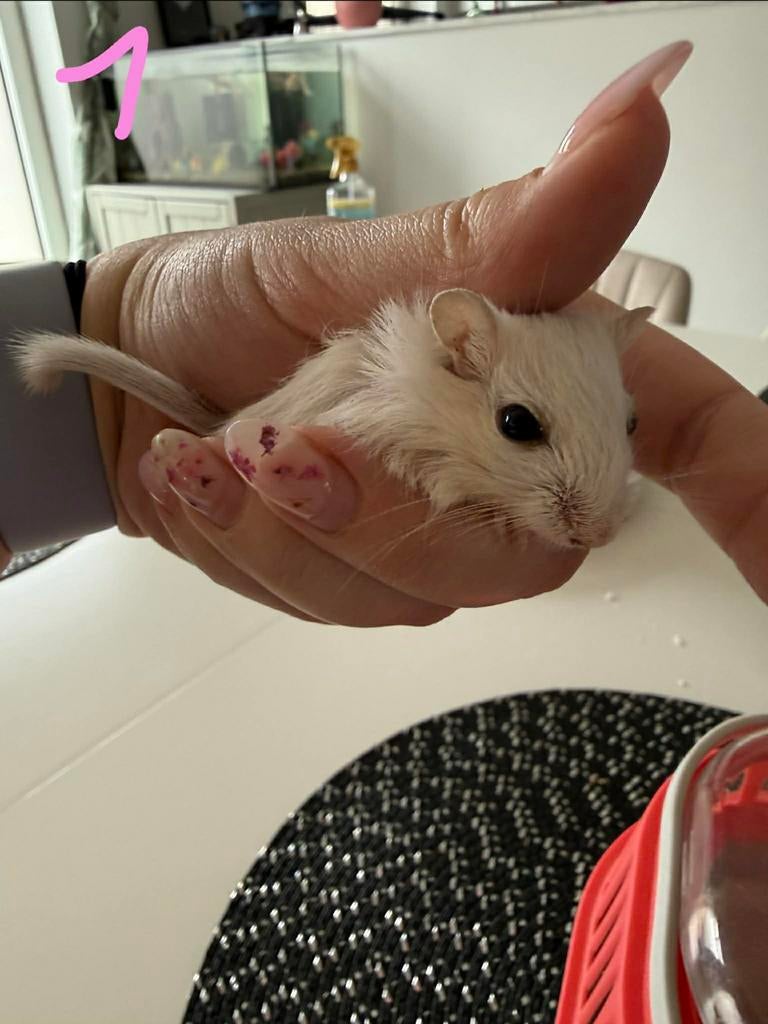 Gerbil, Animaux & Accessoires, Rongeurs, Domestique, Janvier, Autres types, Femelle