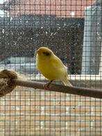 Waterslager man, Mâle, Canari chanteur