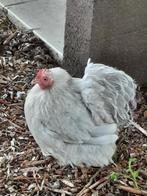 Cochin, Dieren en Toebehoren, Pluimvee, Meerdere dieren, Kip