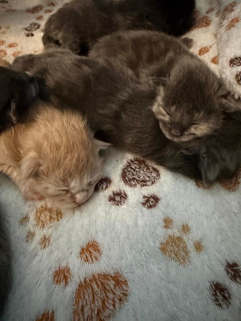 Prachtige Maine Coon kittens, Geslacht onbekend, Gechipt, 0 tot 2 jaar