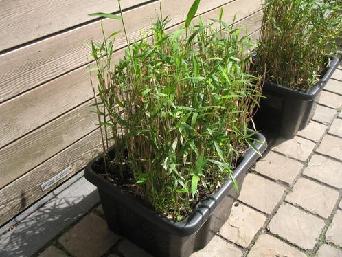 Bamboe Pleioblastus Pygmaeus var. distichus ,wintergroen, Tuin en Terras, Planten | Tuinplanten, Ophalen of Verzenden