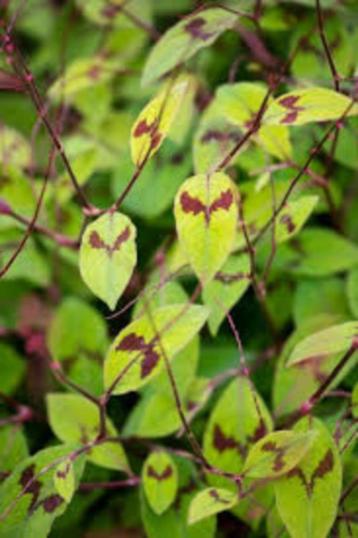 Persicaria Filiformis beschikbaar voor biedingen