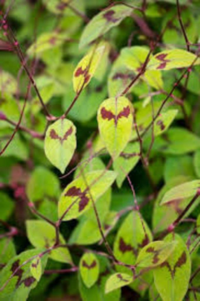 Persicaria Filiformis, Tuin en Terras, Planten | Struiken en Hagen, Ophalen