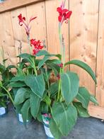Canna - bloemriet, Ophalen