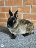 Rex dwerg in sepia marter., Nain