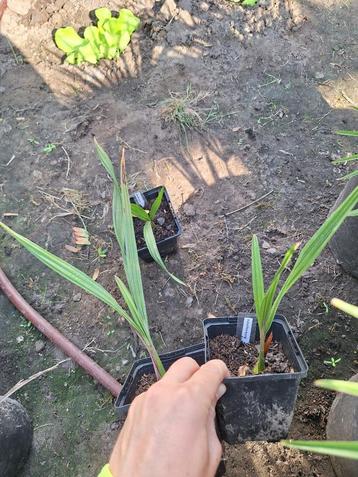 Butia capitata palmbomen (foto 2-3). beschikbaar voor biedingen