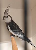 Valkparkiet man, Dieren en Toebehoren, Geringd