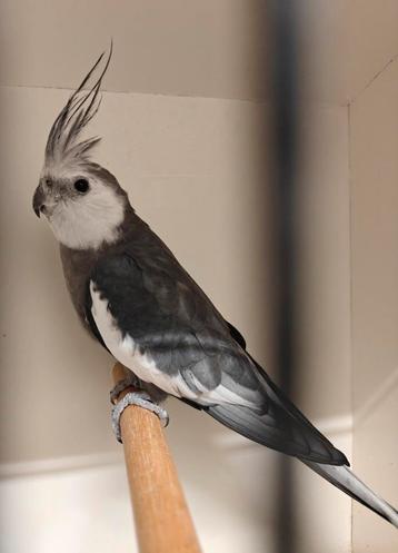 Valkparkiet man beschikbaar voor biedingen