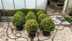 Ilex crenata Convexa €80/stuk, Ophalen