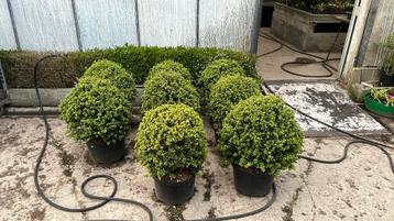 Ilex crenata Convexa €80/stuk  beschikbaar voor biedingen