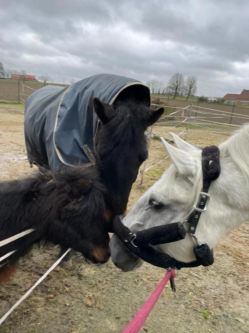 Stage de parage pieds nus, Animaux & Accessoires, Chevaux & Poneys | Autres trucs de cheval, Neuf, Enlèvement ou Envoi