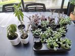 Plantes d’intérieur en pot /Arbre de Jade/Misère/ardisia..., Maison & Meubles, Plantes d'intérieur, En pot, Enlèvement ou Envoi