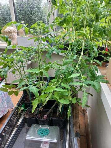 Tomatenplanten, pepers, paprika's en aubergine