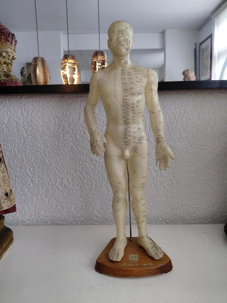 Anatomisch model, Antiek en Kunst, Curiosa en Brocante, Ophalen of Verzenden