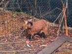 Kleine dwerggeit (gecastreerd bokje), Dieren en Toebehoren, Schapen, Geiten en Varkens