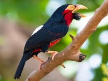 Zwartband Baardvogel - lubius dubius beschikbaar voor biedingen