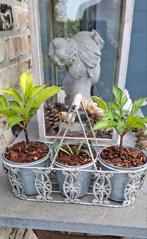 Mini Konjacplantjes in decoratieve metalen staander, Tuin en Terras, Planten | Tuinplanten, Ophalen