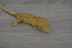 Gecko à cils superdalmatien/Gecko huppé, Animaux & Accessoires, Reptiles & Amphibiens, 0 à 2 ans