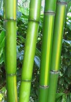 Phyllostachys Vivax Huanwenzhu, Vaste plant, Bloeit niet, Halfschaduw, Ophalen