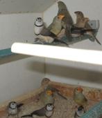 binsen astrildes, Meerdere dieren, Tropenvogel, Geringd