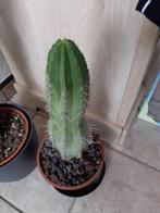mooie cactus, Ophalen, Cactus