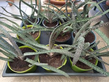 vetplanten Gasteria verrucosa beschikbaar voor biedingen