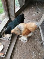 2 jonge Brahma kippen