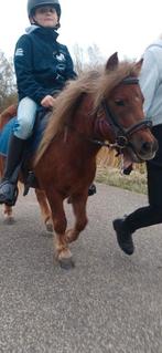 Drachtige grote nsps stamboek  merrie kinderpony, Dieren en Toebehoren, Pony's, Merrie, Gechipt, Zadelmak, A pony (tot 1.17m)