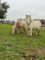 1 witte shedlander merrie en 1 minipaardje ruin, Dieren en Toebehoren, Merrie