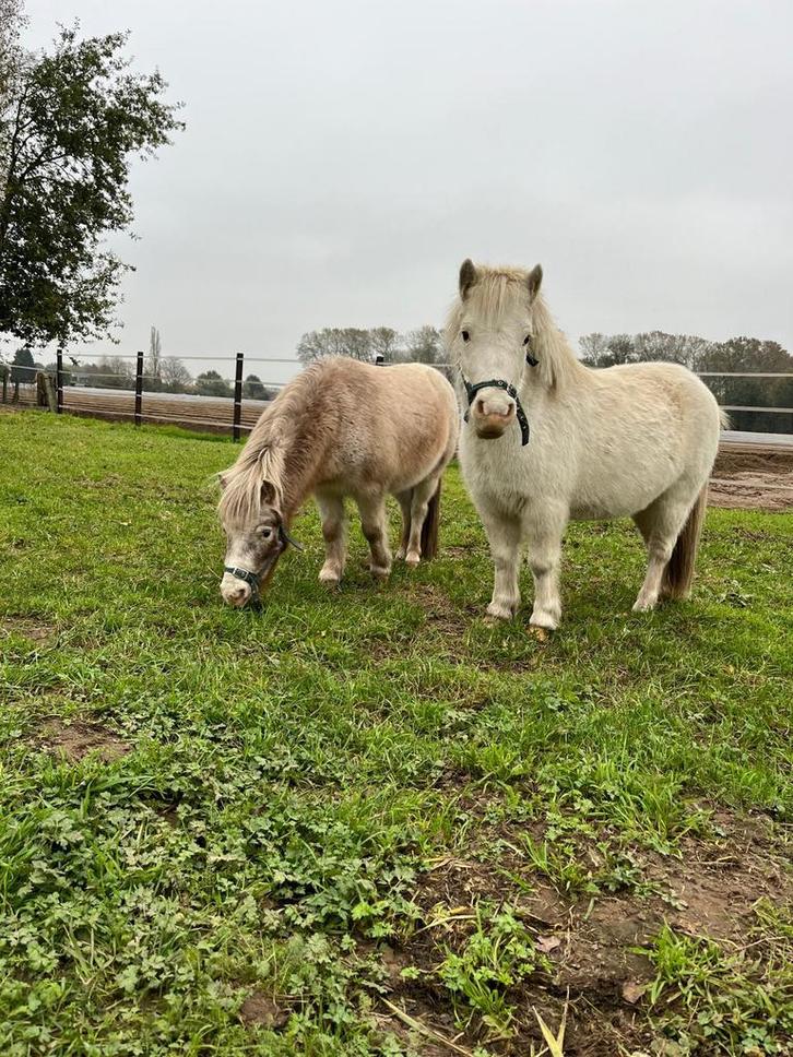 1 witte shedlander merrie en 1 minipaardje ruin, Dieren en Toebehoren, Pony's, Merrie