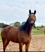 Lieve 5 jarige ruin te koop, Dieren en Toebehoren, Paarden, Gechipt, Ruin, Niet van toepassing, 3 tot 6 jaar