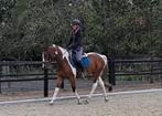 Hele knappe lieve brave ruin!!, Dieren en Toebehoren, Paarden, Gechipt, Minder dan 160 cm, B, Ruin