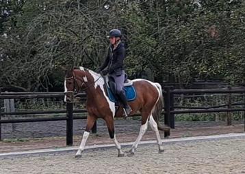 Hele knappe lieve brave ruin!!  beschikbaar voor biedingen