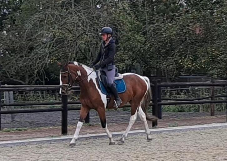 Hele knappe lieve brave ruin!!, Dieren en Toebehoren, Paarden, Ruin, B, Minder dan 160 cm, 3 tot 6 jaar, Recreatiepaard, Gechipt