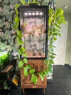 Planten kas / vivarium, Ophalen, Glas, Gebruikt, Staal