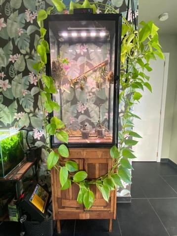 Planten kas / vivarium  beschikbaar voor biedingen
