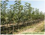 UITVERKOOP: FORSE APPELBOMEN LAAGSTAM 8€/Stuk , 2 VOOR 15€ !, Tuin en Terras, Volle zon, Vaste plant, Ophalen of Verzenden, Fruitplanten