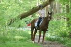 Ontzettends lieve merrie van 6 jaar, Merrie