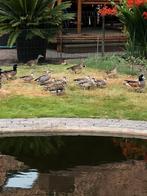 Roodschoudertalingen, Meerdere dieren, Eend